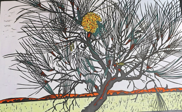 Cork Tree Hakea