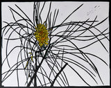 Bush Flower