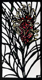 Grevillea