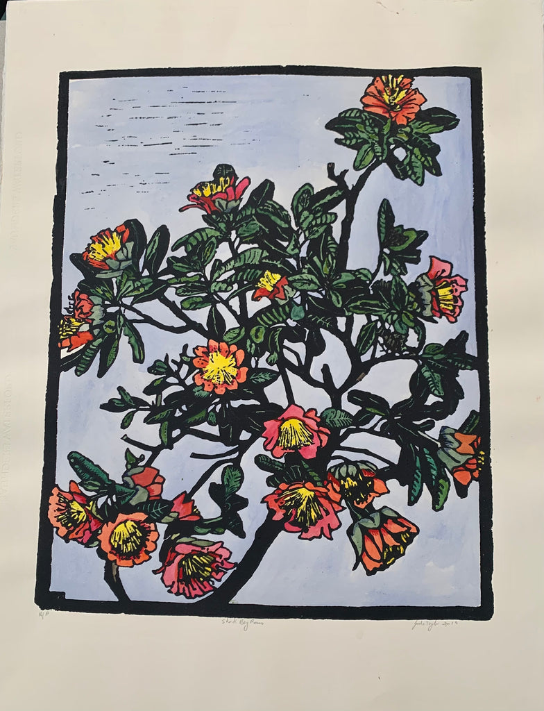 Shark Bay Rose