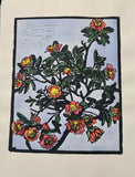 Shark Bay Rose