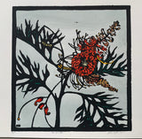 Red Grevillea