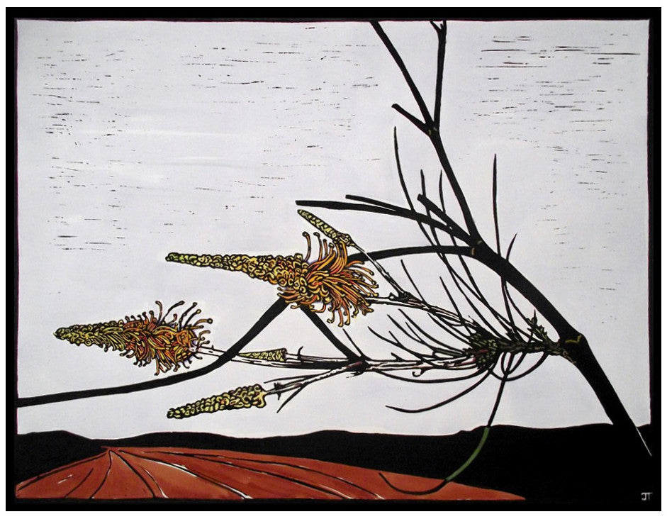 Sand Plain Grevillea
