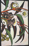 Eucalyptus coronata
