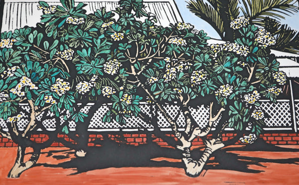 Frangipani trees in Broome