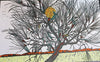 Cork Tree Hakea