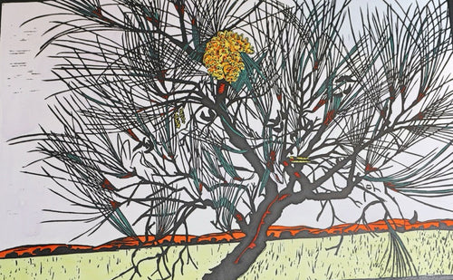 Cork Tree Hakea