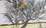 Cork Tree Hakea