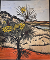 Cork Tree Hakea