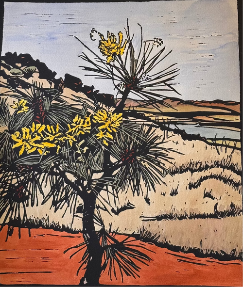 Cork Tree Hakea