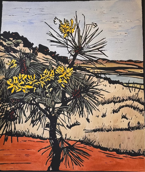 Cork Tree Hakea